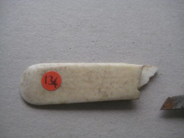 Victorian Bone Hafted Budding Penknife SK134 BLETCH - Image 6