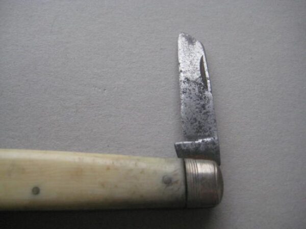 Victorian Bone Hafted Budding Penknife SK135 BLETCH - Image 2